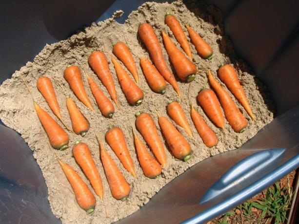 exemplu foto de stocare de morcov (ilustrare în articol sunt preluate de la accesul liber la Yandeks.Kartinki)