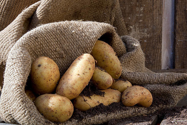 Tesatura perfect ajută cartofii stocate fără pierderi