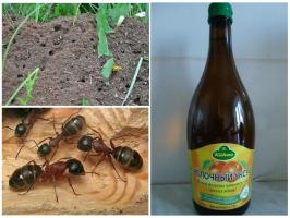 Trei dintre cele mai eficiente metode de a combate furnicile