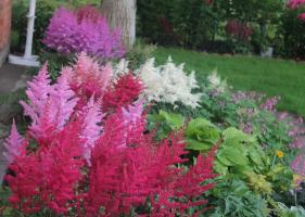 Astilbe: subtilitățile de cultivare și plantare