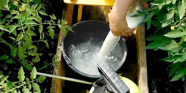 Fertilizarea lapte castravete aduce rezultate remarcabile (samozvetik.ru)
