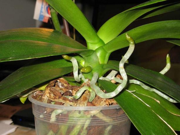 rădăcini aeriene cresc orhidee Phalaenopsis pe viață