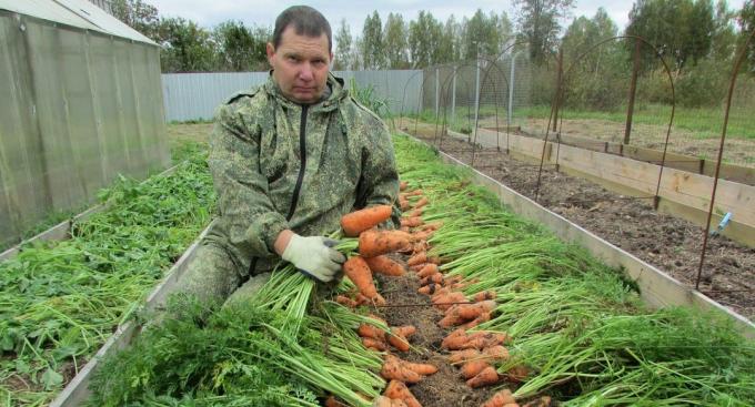 O cultură excelent de morcovi (cu fotografie 