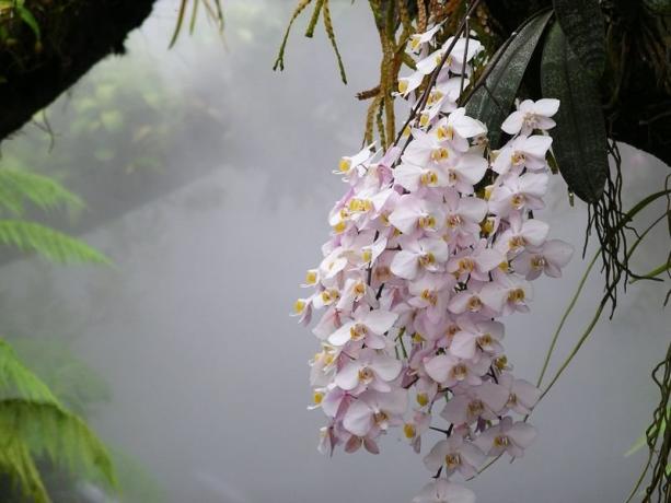 Phalaenopsis orhidee în sălbăticie. Foto pentru articol, am luat la Internet