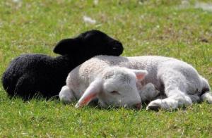Carne și lână: cum să rasa de oi la ferma sa