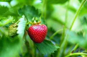 Plantarea de căpșuni remontant soi „Octombrie Miracle“