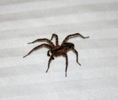 2 motive întemeiate pentru a nu ucide păianjeni în casă