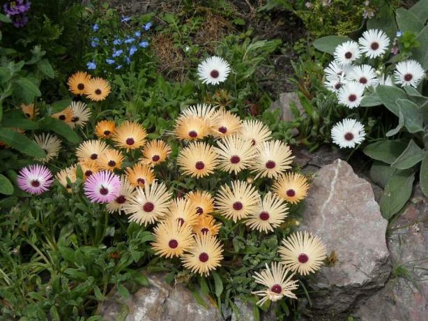 culoare Doreantusa de flori este roz, alb, galben, două culori și alb-negru, strălucitor și dezactivat. Foto: sornyakov.net