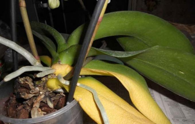 Dacă ai pierdut toate frunzele sale, nu va supraviețui el însuși Phalaenopsis!