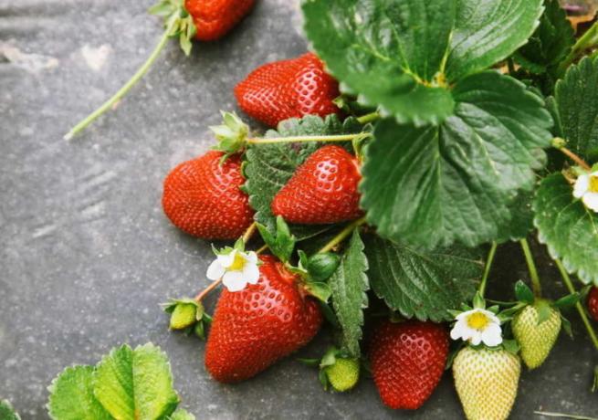 Strawberry pe material nețesut (chto-posadit.ru)