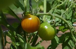 Mijloace miraculoase pentru generarea de tomate fructe dulci