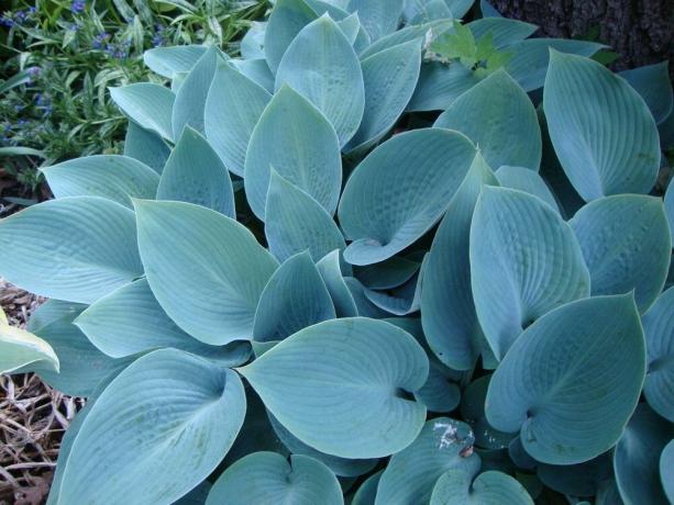 gazde soi cu frunze albastru-albastru-gri Halcyon (foto: https://garden.org/)