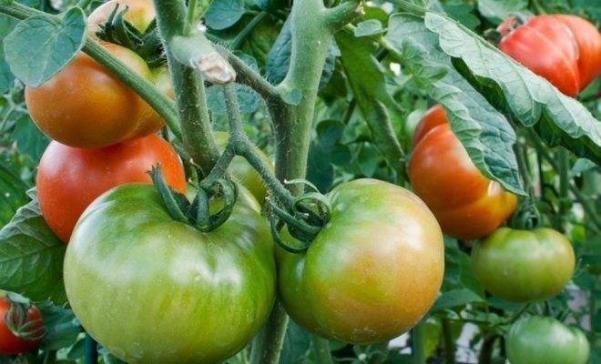maturare tomate