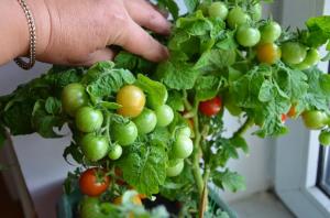 Tomate pe tot parcursul anului 5 din cele mai bune soiuri pentru fereastra