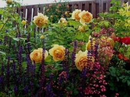 Ce plante va arata bine cu trandafiri (de la anuale la arbuști). 11 exemple