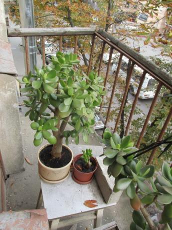 Jade pe balcon