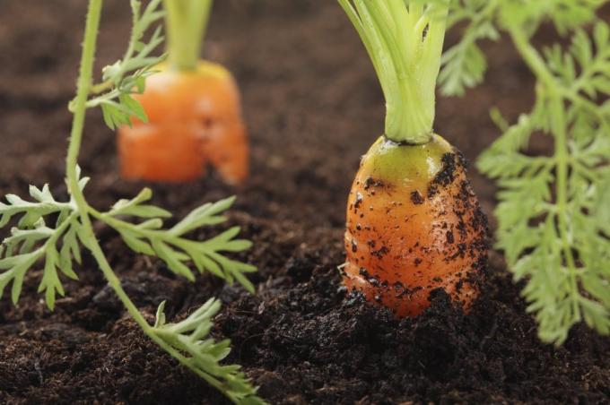 Greșit de udare morcov duce la curbura | Gradinarit si Horticultură