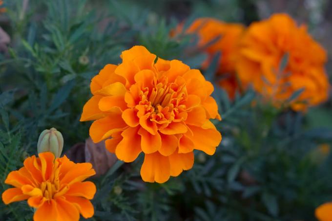 Foto: Tagetes