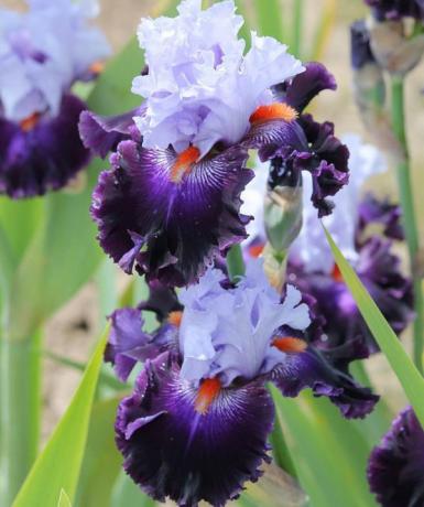 iris frumos soi de flori bărbos