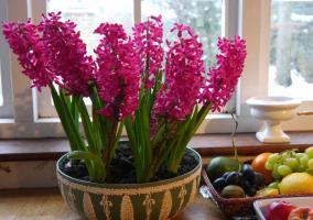 Neodnorazovy: proprietarii de fericit zambile. 3 desfată de flori și cum să se mențină după înflorire