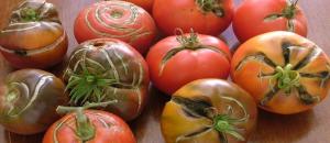 De ce există fisuri pe tomate. Motivele pentru care ei nu cunosc toate grădinari.