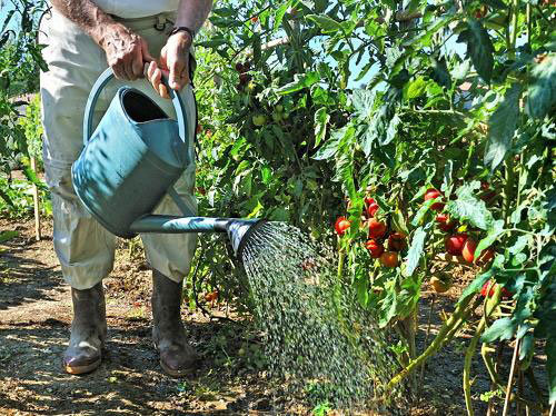 Tomatele cum ar fi căldură și umiditate (teplicnik.ru)
