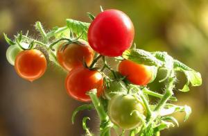 Tomate va fi dulce! secretele de creștere