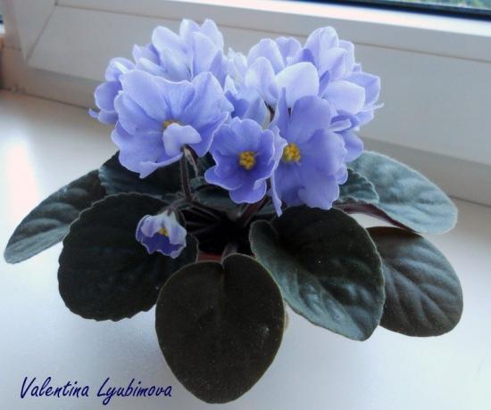 Albastru violet (foto Valentina Lubimova de pe forum)