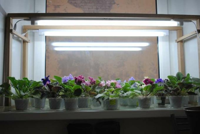 Sistem de iluminat cu succes violete pe pervazul ferestrei. Vezi: http://forumimage.ru/
