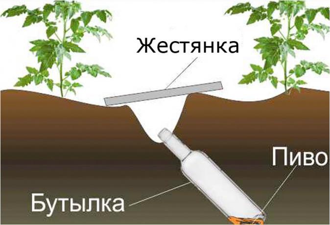 Design schema de site-ul klopkan.ru