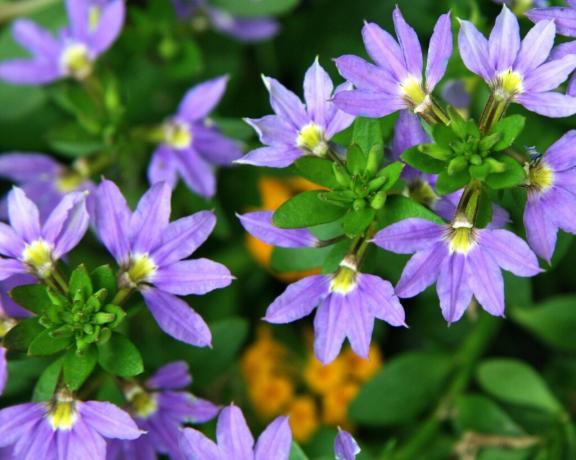Flower Forma Scaevola bine plăcută de recunoscut. Aruncati o privire mai atentă: petalele sunt aranjate ca un ventilator cu o singură mână! Foto: violet-bryansk.ru