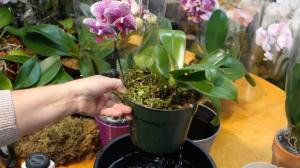 Dreptul de a hrăni și a fertiliza Phalaenopsis