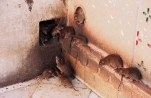 Modalitate ușoară de a scăpa de șobolani și șoareci în casă.