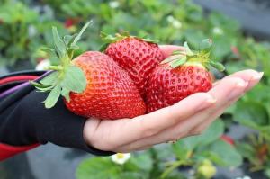 Strawberry este un mare, dulce și suculent: hrănire de drojdie