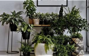 Natural „aromaterapie“ pentru casa ta. 6 plante parfumate și flori