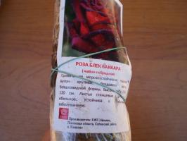 Caracteristici plantarea de trandafiri ceai hibrid în primăvară