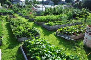 6 cele mai mari greseli care pot fi permise în grădină și tu