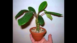 Grow interior Euphorbia corect. subtilitățile de îngrijire
