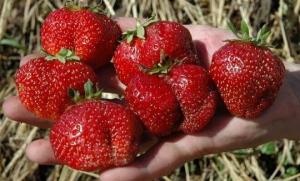 Care soiuri de plante la căpșuni pentru a hranei pentru animale fructe de padure dulce toata vara.
