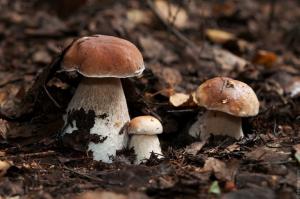 Ciuperci valoroase în grădină cum să planteze alb și podberozoviki toamna