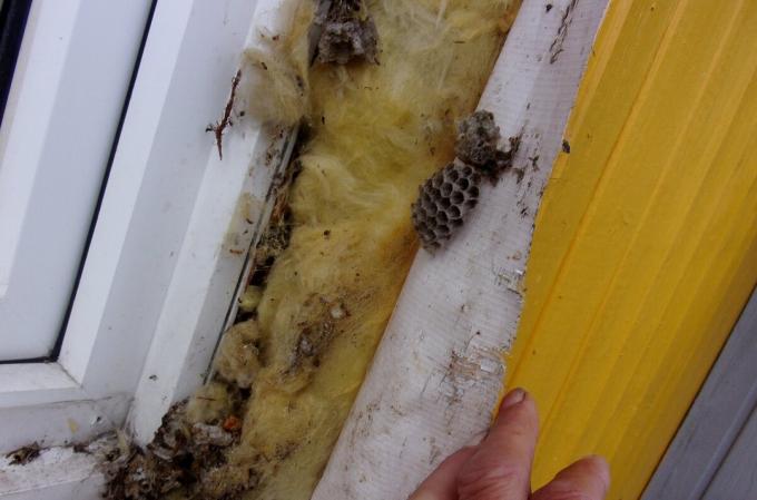 cuib de viespi sub un perete de acoperire