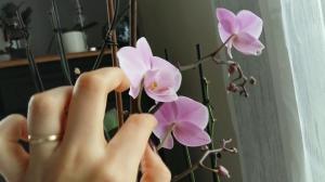 Ca Phalaenopsis poleniza la domiciliu. consiliere profesională