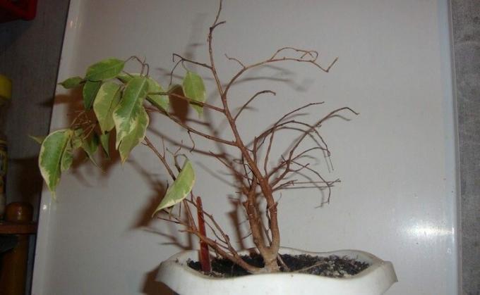 Ficus benjamina - un ventilator bine-cunoscut de frunze din frunze gazdă. Și poate aduce la istericale! Foto: mir-ogorodnikov.ru