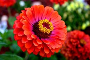 5 tipuri de flori frumoase, care sunt plantate semințele direct în grădină.