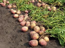 În lupta pentru cartofi mari si gustoase: îngrijirea și hrănirea acestuia în luna august