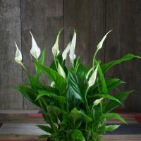 Miniature Strauss Spathiphyllum: regulile de ingrijire