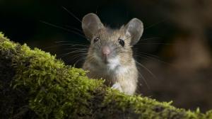 Modalitate ușoară de a scăpa de șoareci și șobolani în țară, în opinia mea