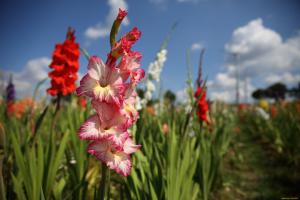 Gladiole flori săgeată lansat - de data aceasta la hrana pentru animale