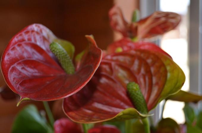 Am venit cu numele popular Anthurium - „Scarlet Sails“. Cum krasotuna te sun? fotografie de autor