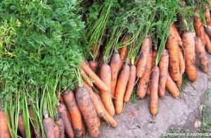 Cum să morcovi plante fără subțierea